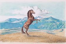 Koltiska Original Liqueur label by Warren W. Adams